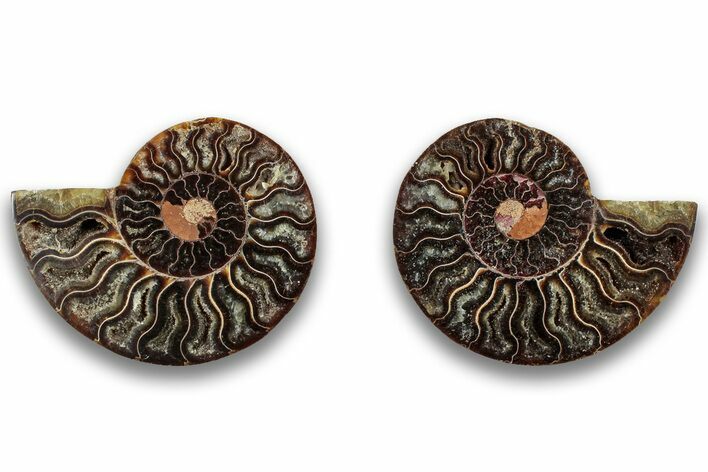 Cut & Polished, Agatized Ammonite Fossil - Crystal Pockets #323358